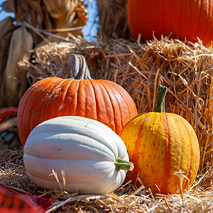 FALL PRODUCE