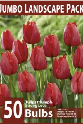 Strong Love Tulip Bulbs&nbsp;&nbsp;50 Pack
