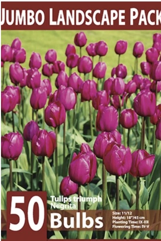 Negrita Tulip&nbsp;Bulbs 50 Pack