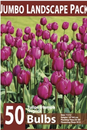 Negrita Tulip&nbsp;Bulbs 50 Pack