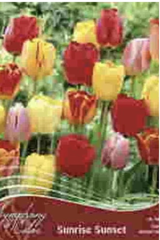 Sunrise Sunset Symphony of Colors Tulips 18 Pack