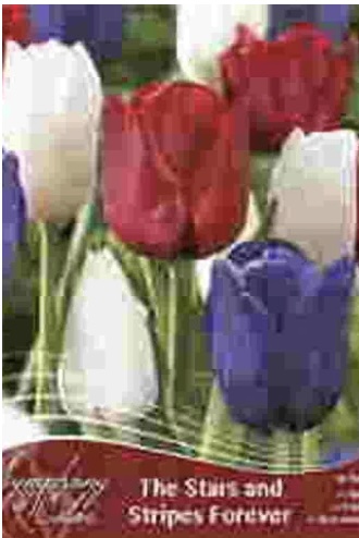 The Stars and Stripes Forever Symphony of Colors Tulips 18 Pack