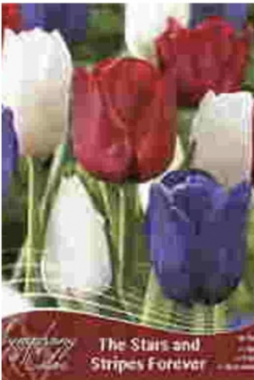 The Stars and Stripes Forever Symphony of Colors Tulips 18 Pack
