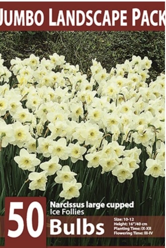 Large Cupped Ice Follies Narcissus 50 Pack