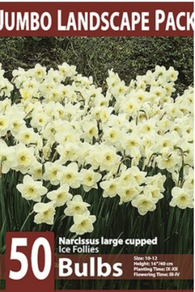 Large Cupped Ice Follies Narcissus 50 Pack