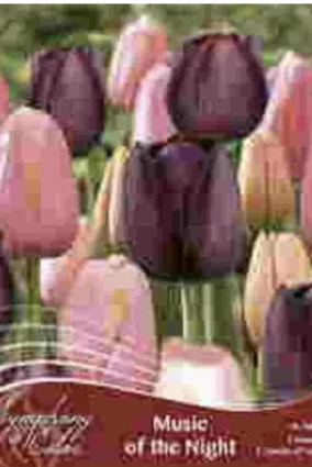 Music of the Night Symphony of Colors Tulips 18 PK