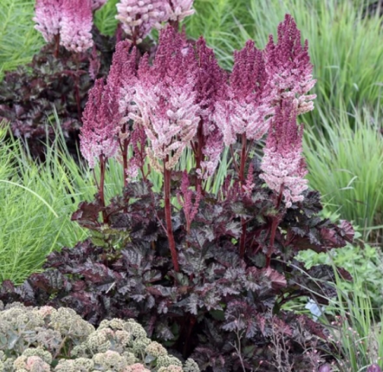 Dragon's Lair Astilbe 1G