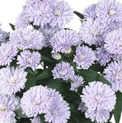 Showmaker Lilac Sunset Aster 1G