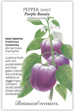 Purple Beauty Sweet Pepper Seeds
