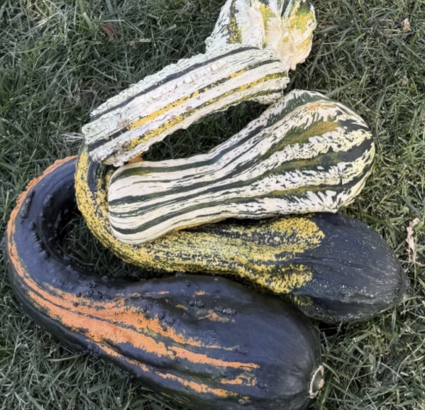 Gourdosaurus Rex Gourd