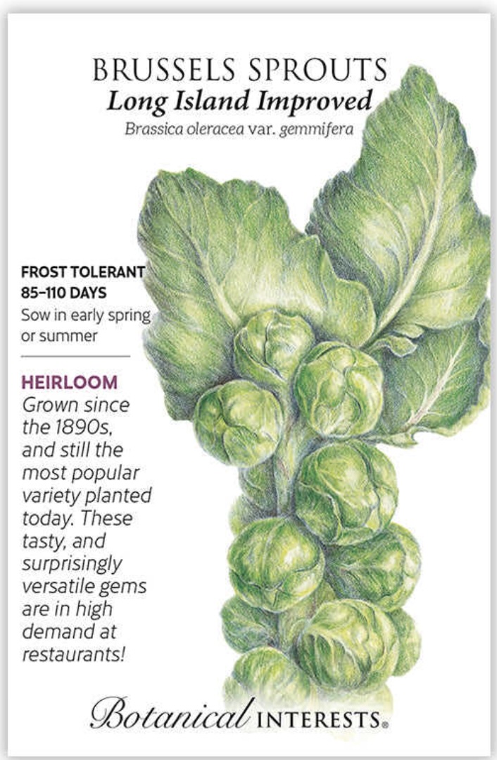 Long Island Improved Brussels Sprouts Seeds