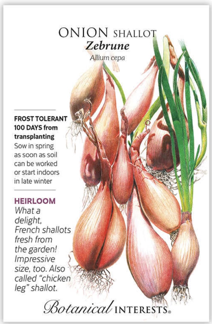 Zebrune Shallot Onion Seeds