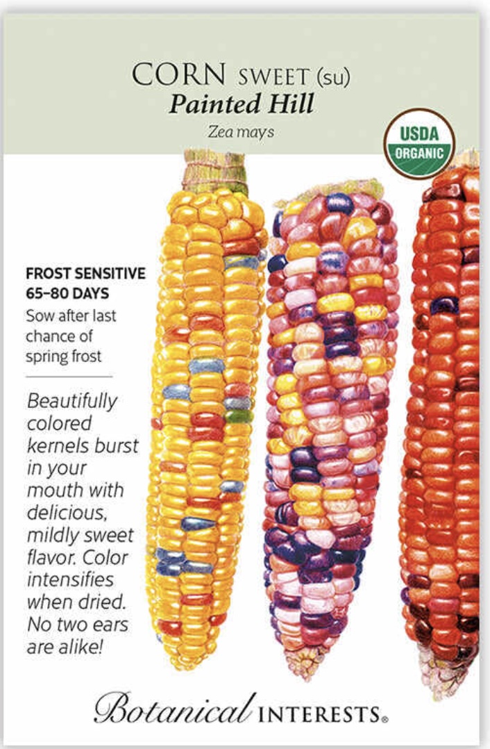 Organic Painted Hill Sweet Corn Seeds