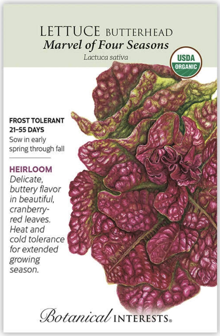 Organic Marvel of Four Seasons Butterhead Lettuce Seeds