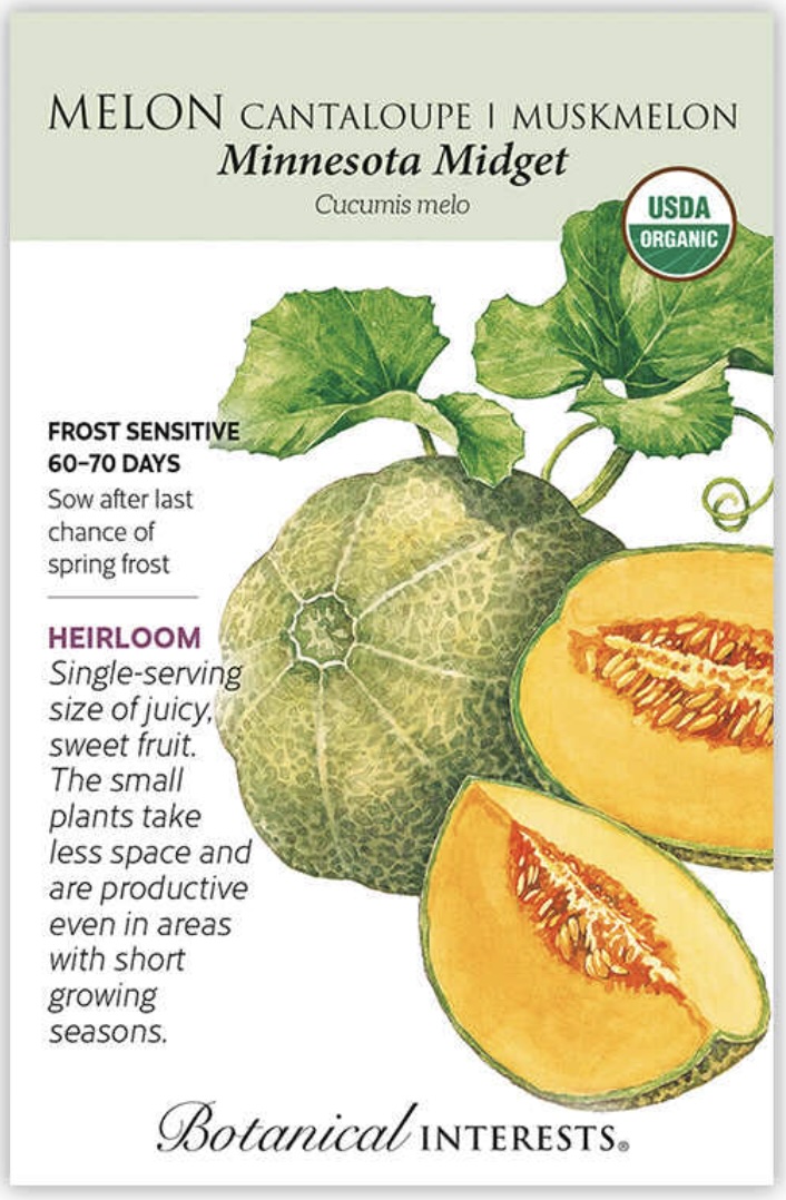 Organic Minnesota Midget Cantaloupe Seeds