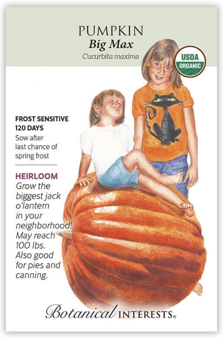 Organic Big Max Pumpkin Seeds