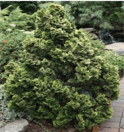 Nana Gracilis Falsecypress 3-5G