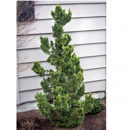 Spiralis Hinoki Falsecypress3-5G