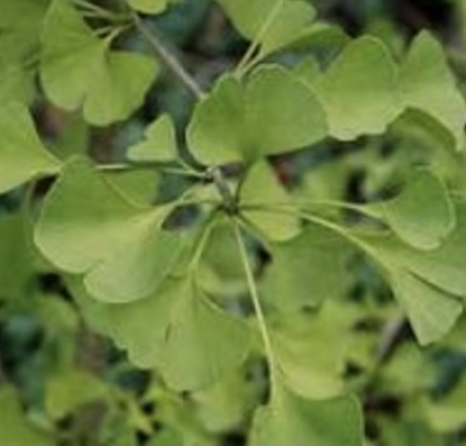 Elmwood Ginkgo 15G