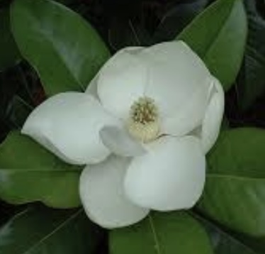 Edith Bogue Magnolia 15G