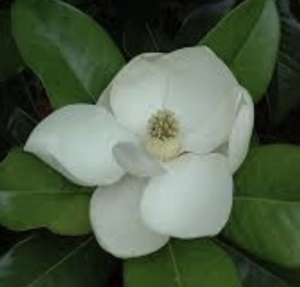 Edith Bogue Magnolia 15G