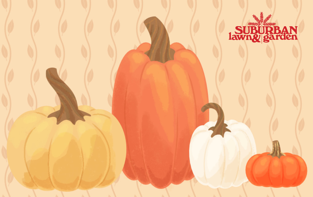Fall Pumpkins E-Gift Card