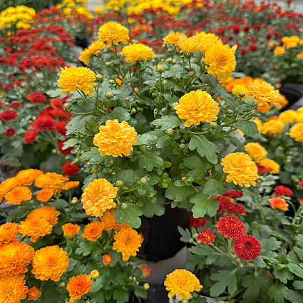 Colorful Fall Mum 5"