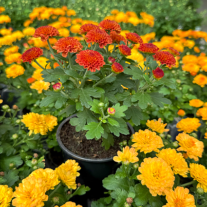 Colorful Fall Mum 4"