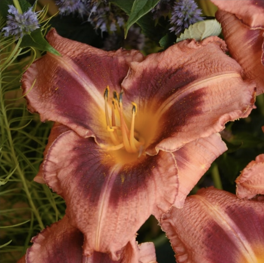 Just Plum Happy Daylily 1G