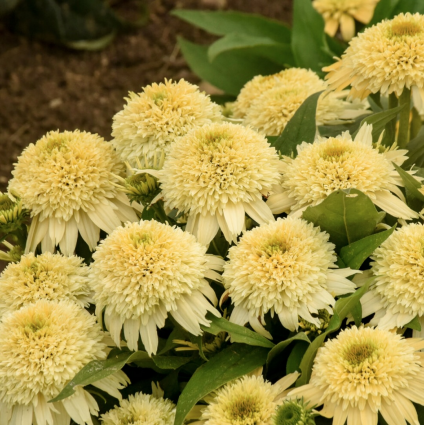 Butter Pecan Coneflower 8"