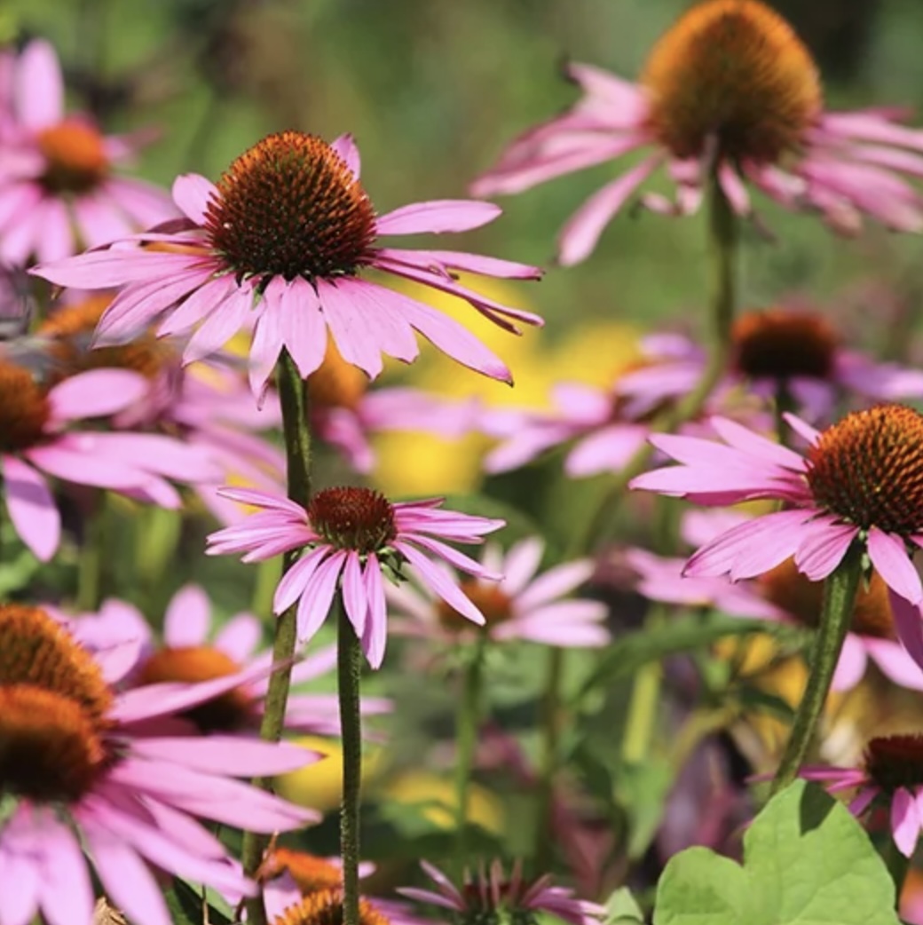 Magnus Coneflower 8"