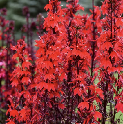 Neon Flame Lobelia 1G