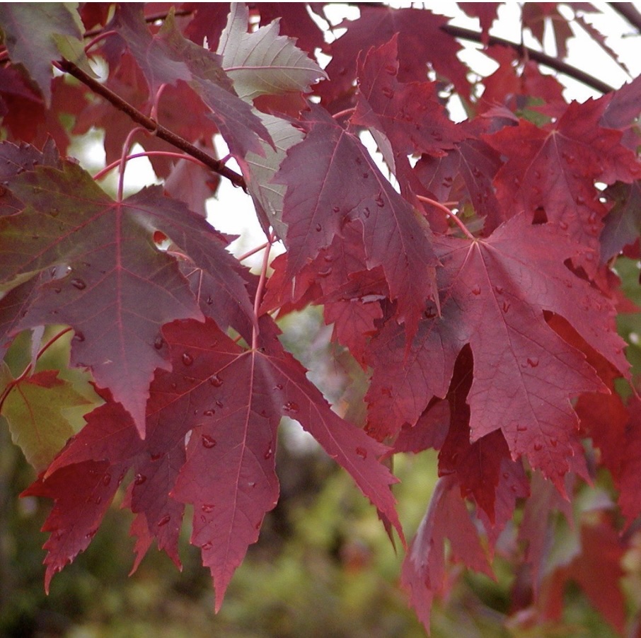 Autumn Fantasy Maple 15G