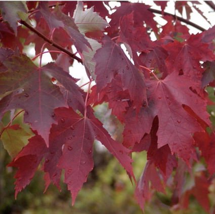 Autumn Fantasy Maple 15G