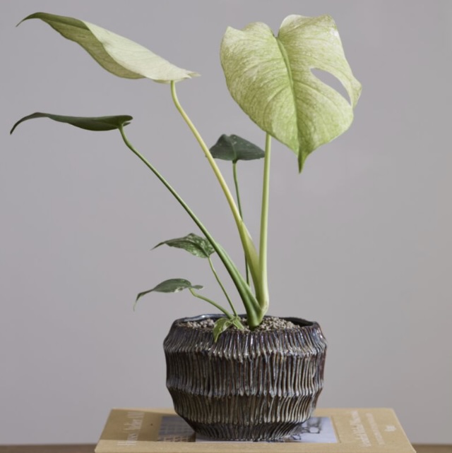 Carver Ceramic Pot