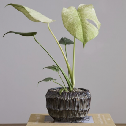 Carver Ceramic Pot