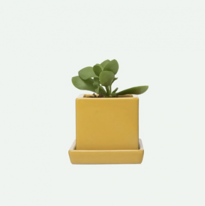 Goldenrod Cube & Saucer Ceramic Pot 3"