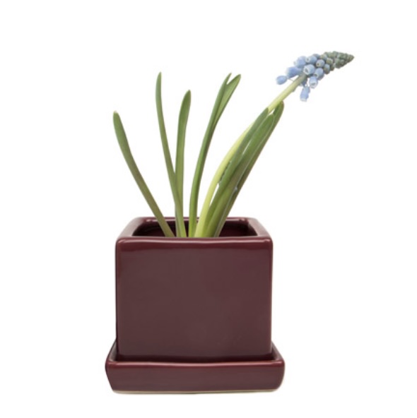 Scarlet Cube & Saucer Ceramic Pot 3"