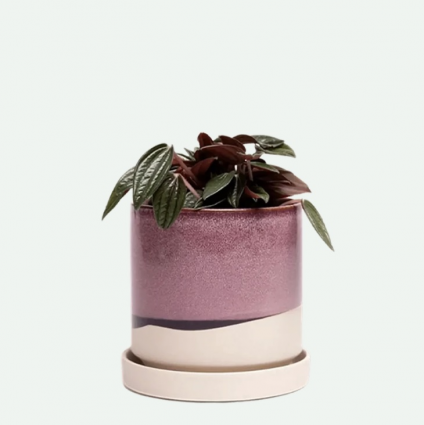 Burgundy Minute Ceramic Pot with Saucer 3"