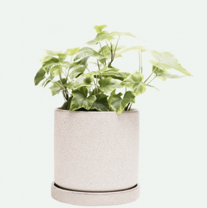 Ivory Speckles Minute Ceramic Pot with Saucer 3"