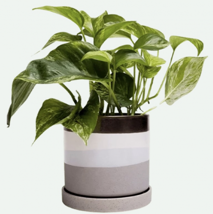 Mocha Cement Minute Ceramic Pot with Saucer 3"