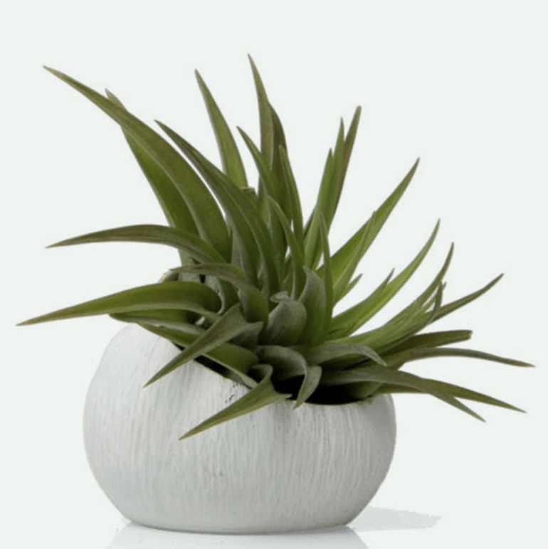 Koski Ceramic Air Plant Holder 3"