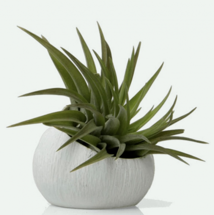Koski Ceramic Air Plant Holder 3"