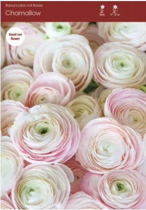 Chamallow Ranunculus 5 Pack