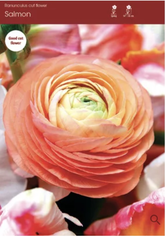 Salmon Ranunculus 5 Pack