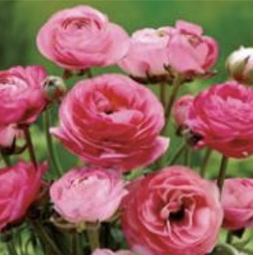 RANUNCULUS BULB