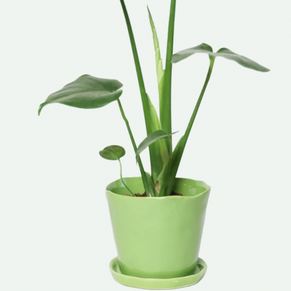 Greenery Tika Ceramic Pot & Saucer 5"