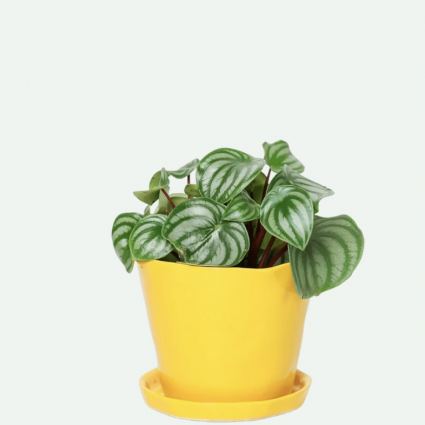 Meadowlark Yellow Tika Ceramic Pot with Saucer 5"