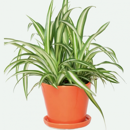 Orange Tika Ceramic Pot with Saucer 5"