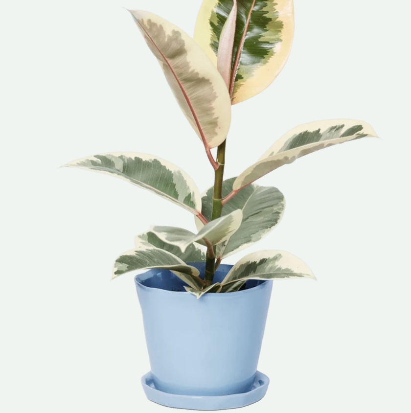 Periwinkle Tika Ceramic Pot with Saucer 5"